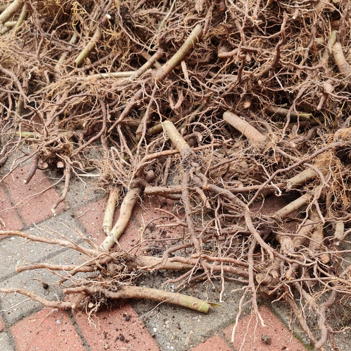 Paulownia clona în vitro