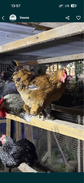 Domashniy tuxumla sotiladi