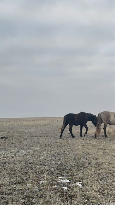 1,5 жасар жылқы. Еркек/ұрғашы семіз