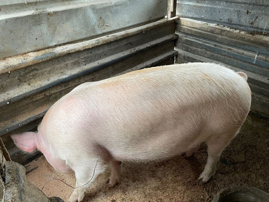 Продавам прасе над 200 кила