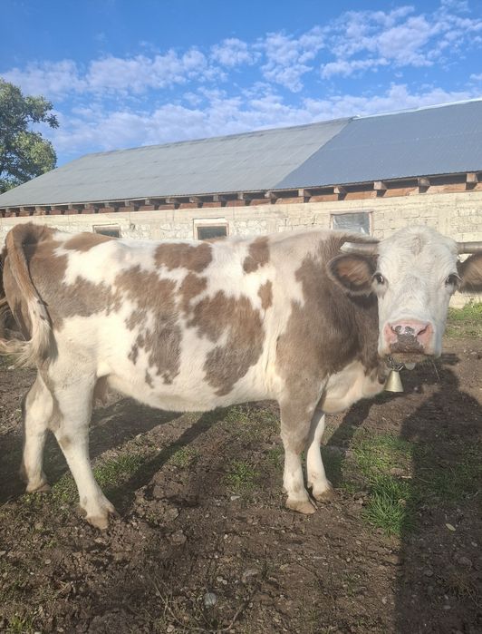 Vând vaci și vitei