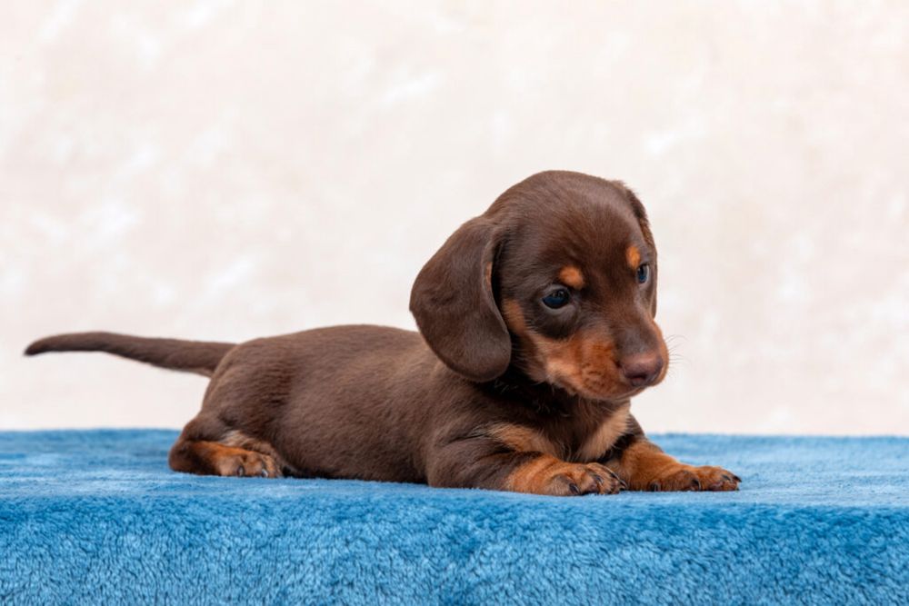 Продается щенки таксы чистокровный