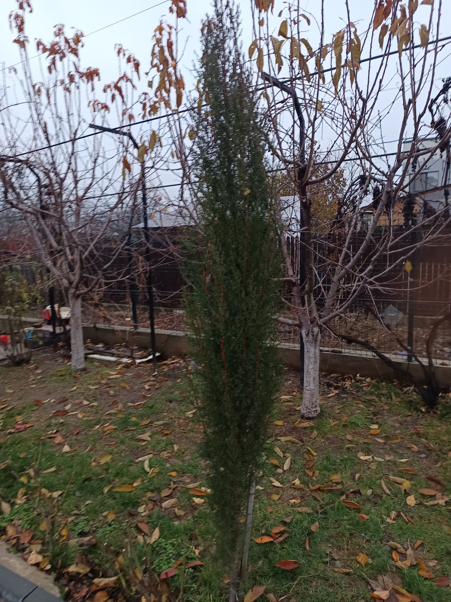 Vând plante ornamentale