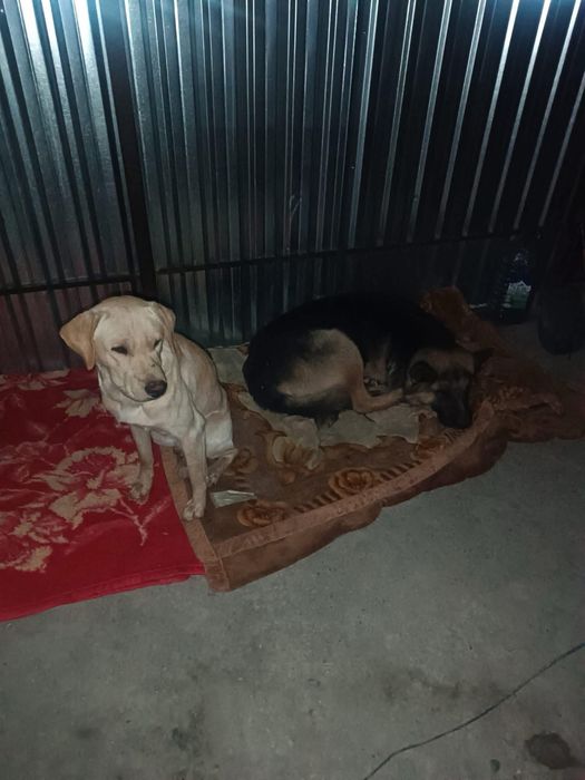 Лабрадор в добрые руки, приют Вафо
