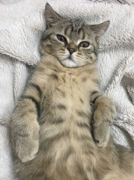 плюшевый красавчик