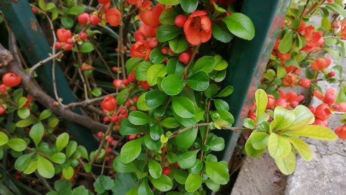 Pomi Ornamentali (Gutui Japonez )