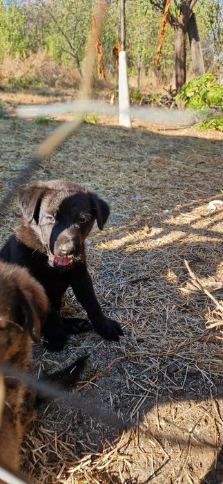 Donez cățeluși talie medie
