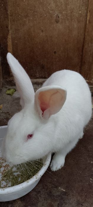 Продаётся кролик