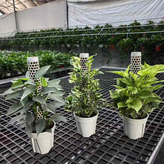 Гул учун устунча Опора для растений лиана ustun moh bilan