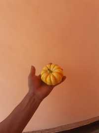 Mini pumpkin.   Yangilik mini qovoqlar endi Uzbekistan da