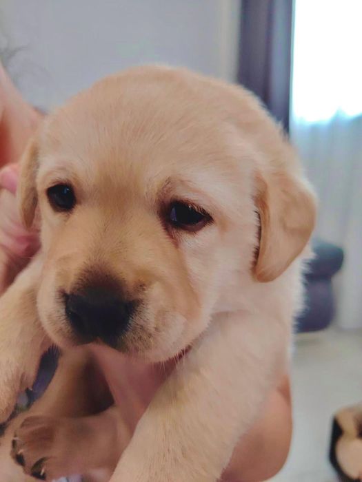 Pui Labrador retriever cu Pedigree tip A