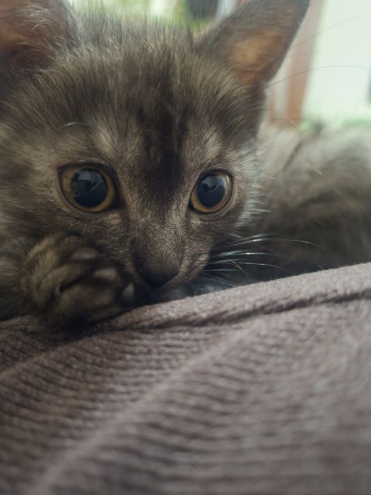 Отдам кошечку в добрые ,заботливые руки!