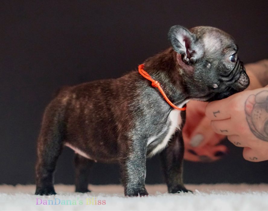 Bulldog francez cu pedigree - fetita