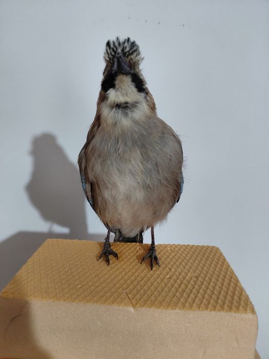 Gaita impaiata, taxidermie G2