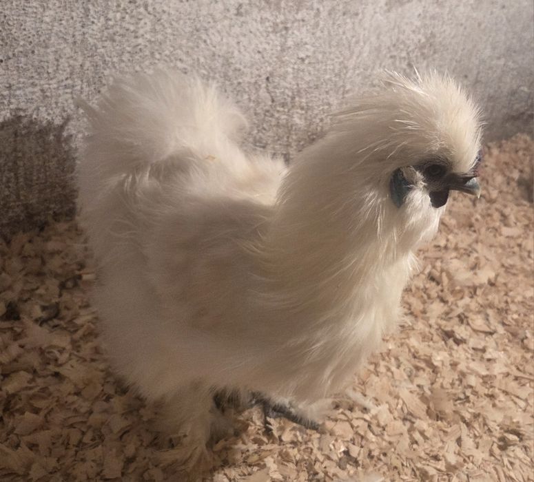 Cocosi rasele matase japoneza, Australorp si Brahma Hd
