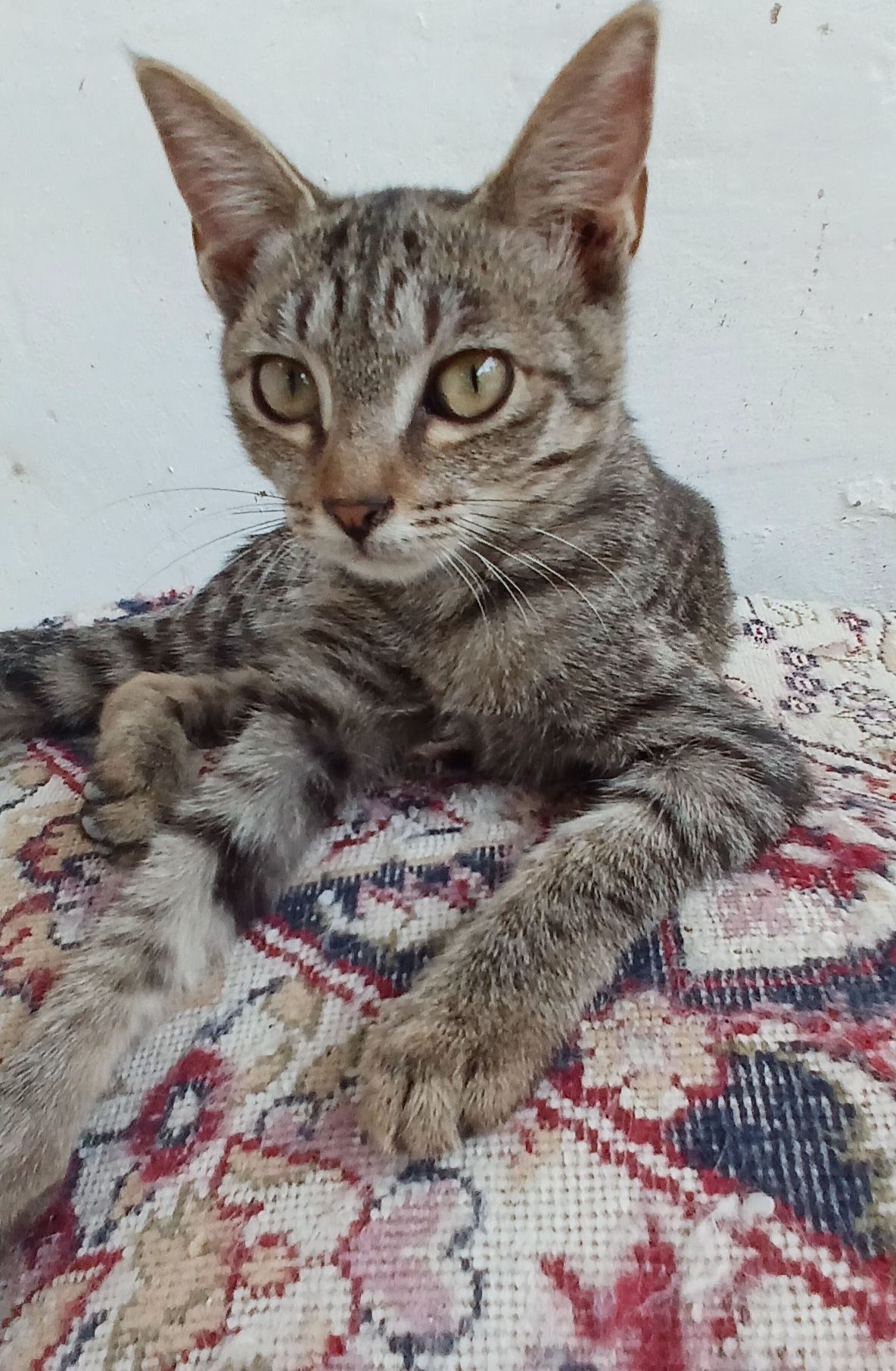 Mehribon do'stlar