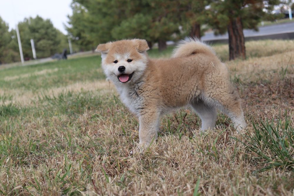Щенки Японской Акита Ину