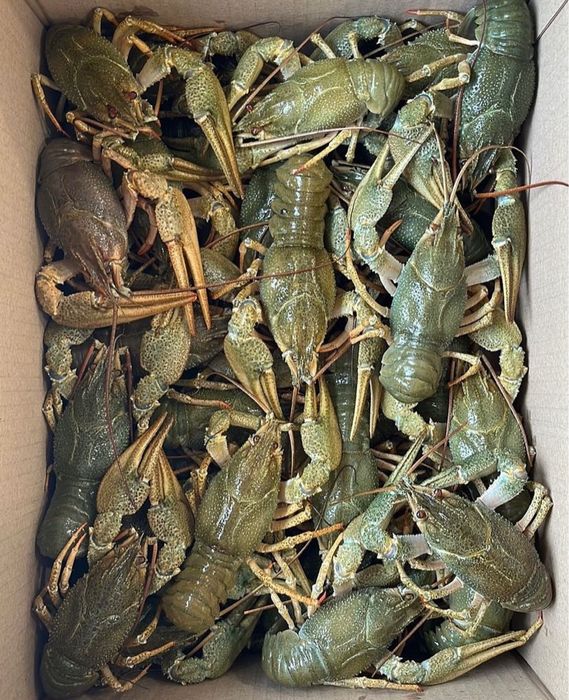 Раки разных размеров,акция 2+1,креветки