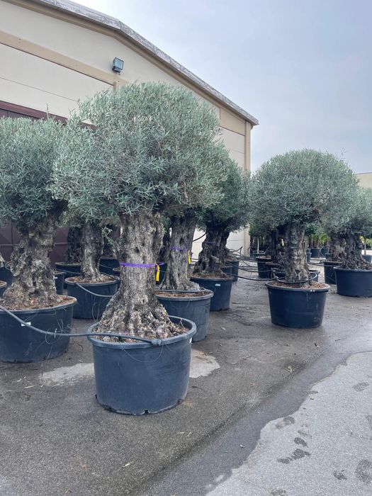 Maslini seculari calitate extra