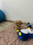 Maltipoo băiețel, 3 luni Teddy