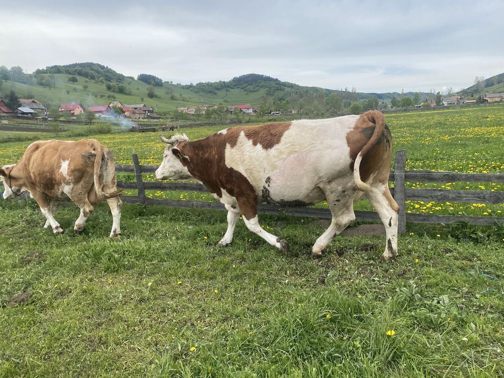 Vind 2 vaci baltate in luna a 9 de monta