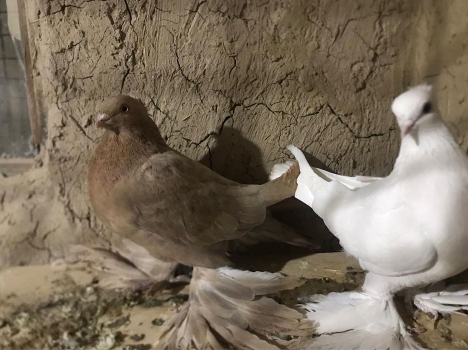 Голуби навольный