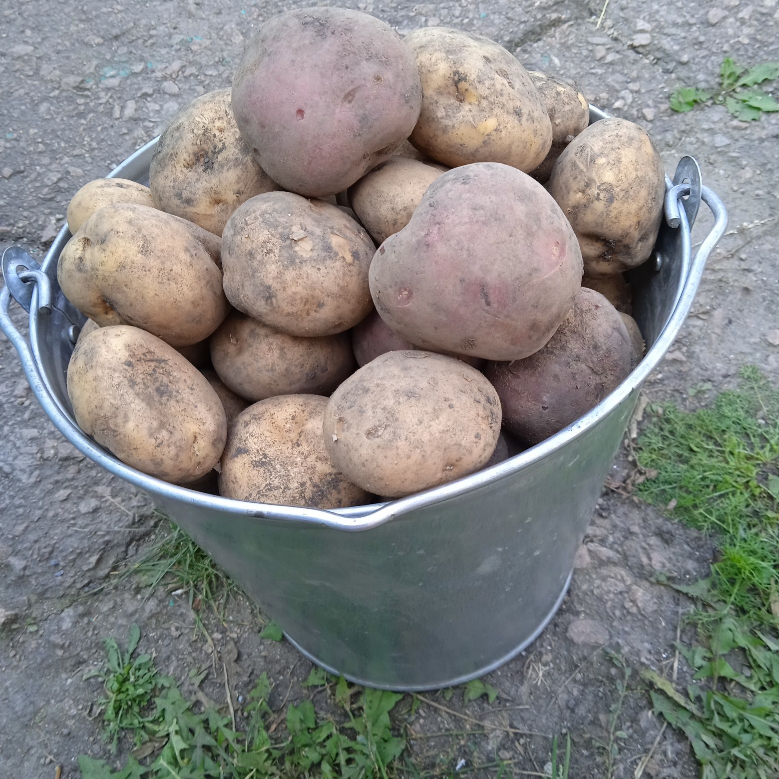 Продам картошку,новый урожай!