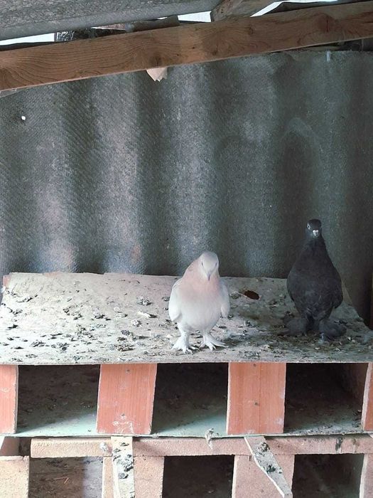 Голуби    прадам