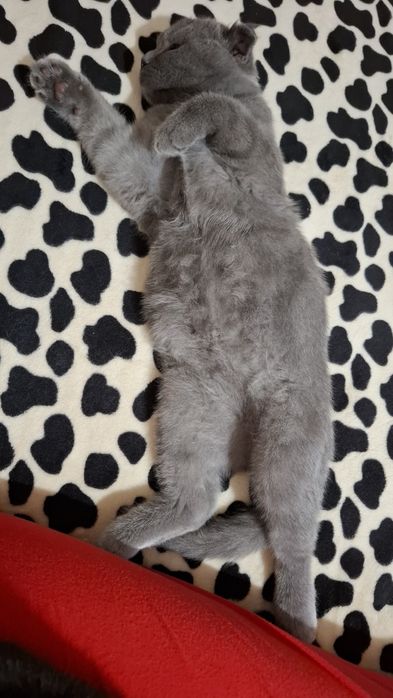 Продам трёхмесячного вислоухого пепельного котёнка