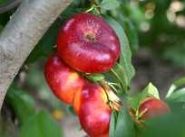 Pomi Fructiferi Columnari (Soiuri de Nectarin )