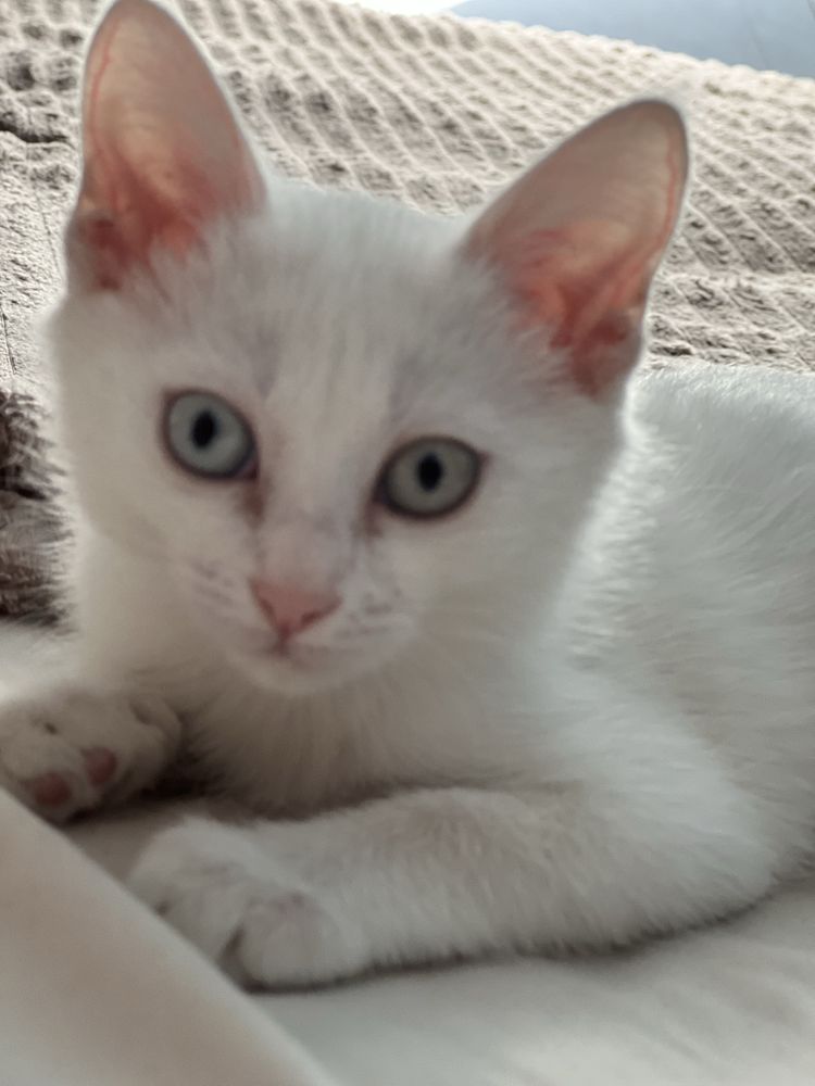 Кошка ищет дом алматы