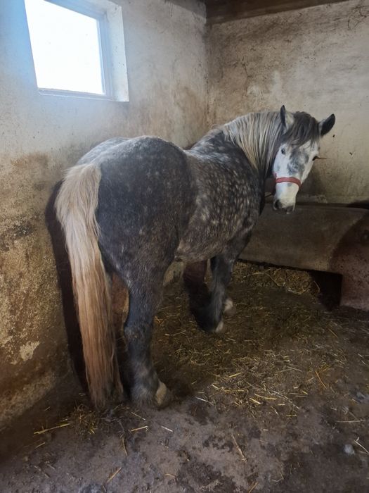 Vănd iapă sură de 5 ani