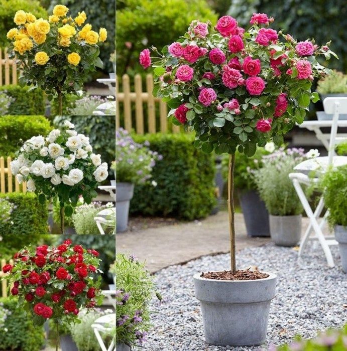 Trandafir pom 160 cm