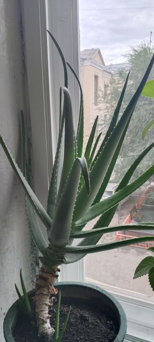 Продам Алой Вера 5и леттней