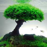 Яванский мох , бонсай в аквариуме и мха , укритья для малька