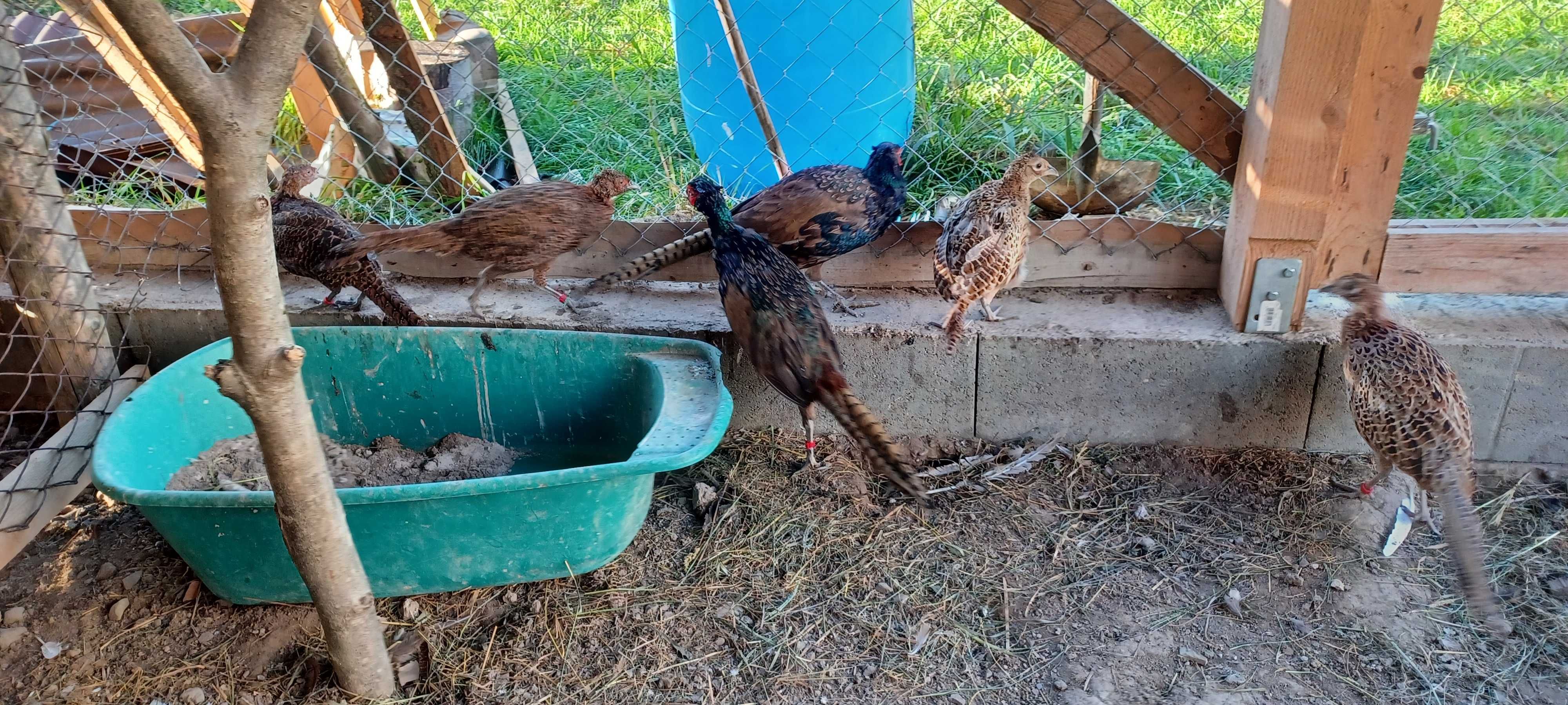 Pereche de fazani tenebros cauta alta casa !!!