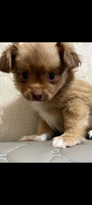 Мальчишка длинношерстный чишки,лучший подарок