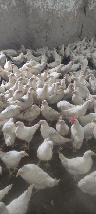 Сенди жужалари  сотилади