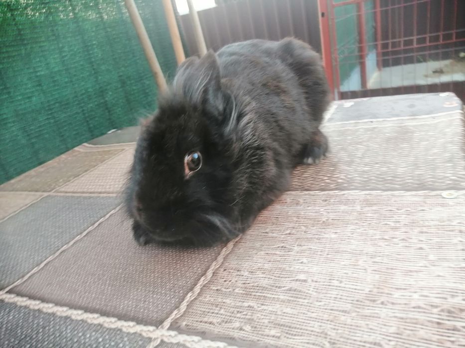 Vand iepuroaica cap de leu