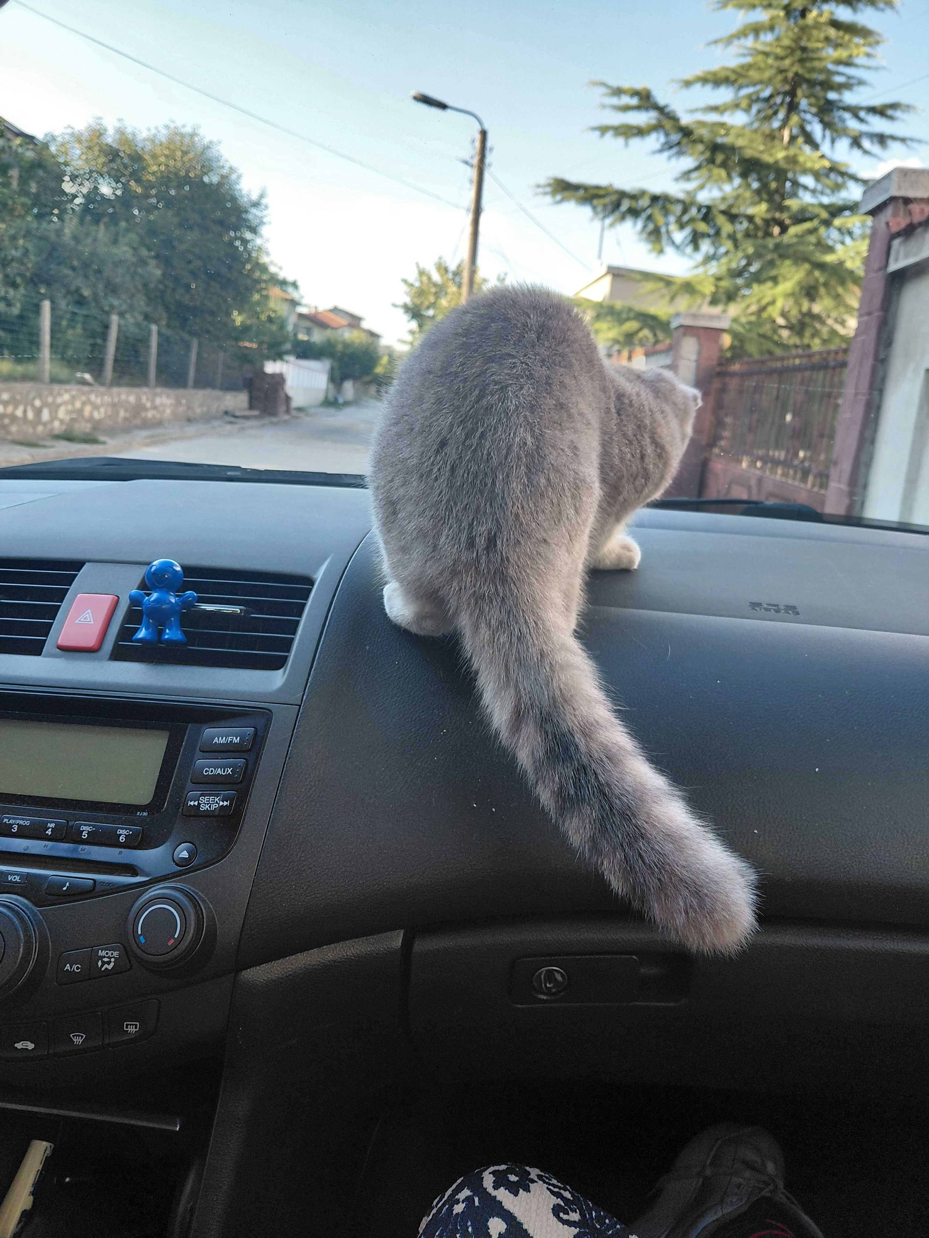 Шотландска клепоуха