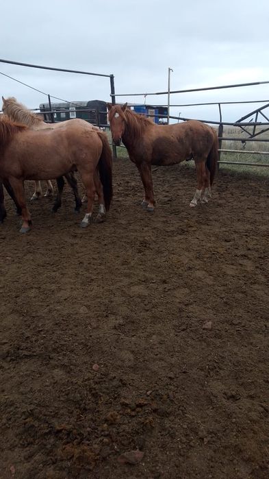 Продам кобыла с жеребенком, жеребец