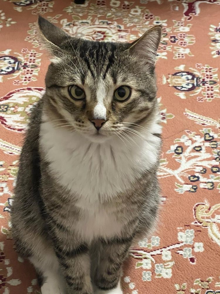 Кот бесплатно отдам