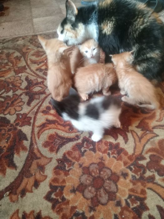 Котят в добрые руки