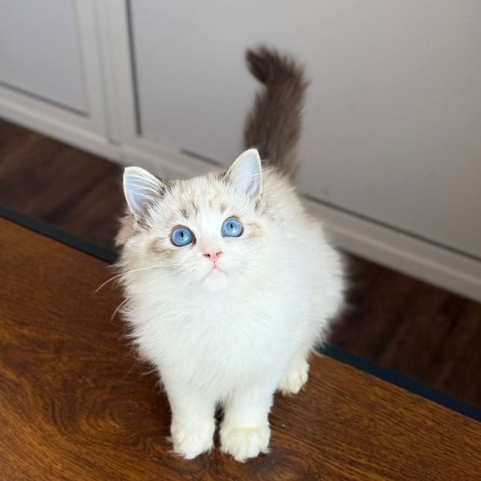 Regdoll  n01 pitomnic