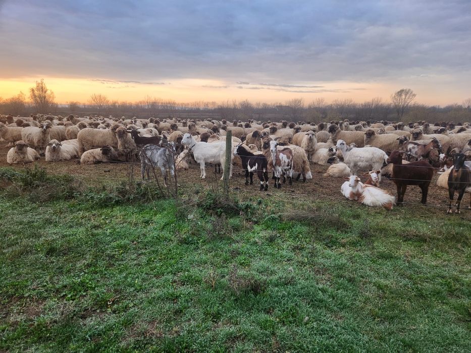 Vând turma de Capre sau schimb cu animale sau utilaje
