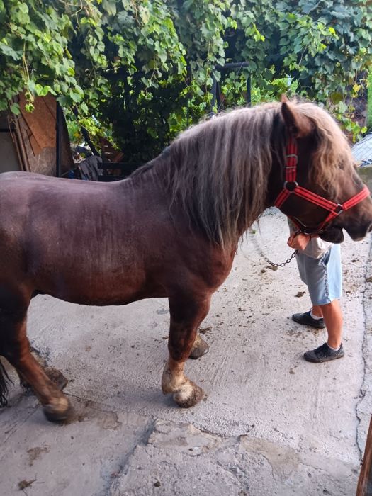 Vand armasar in varsta de 3 ani