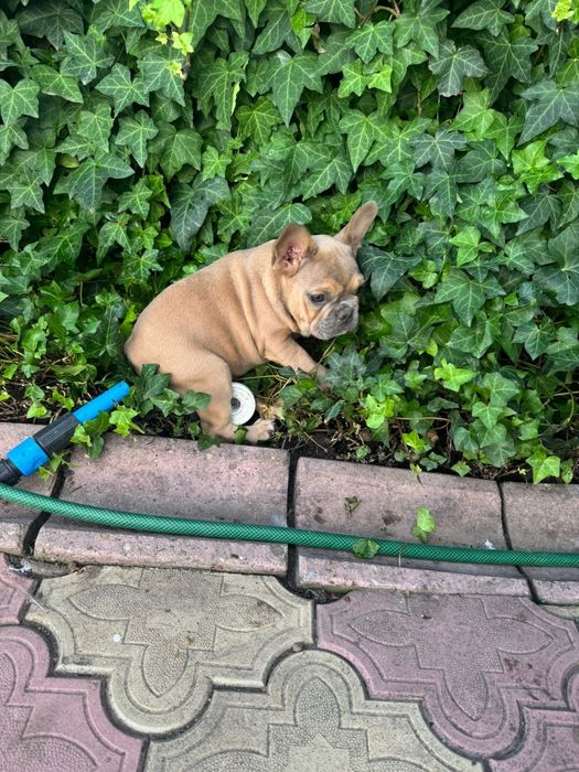 Bulldog francez: