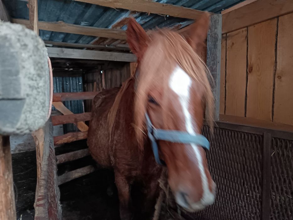 Продам кобылу все вопросы по телефону.