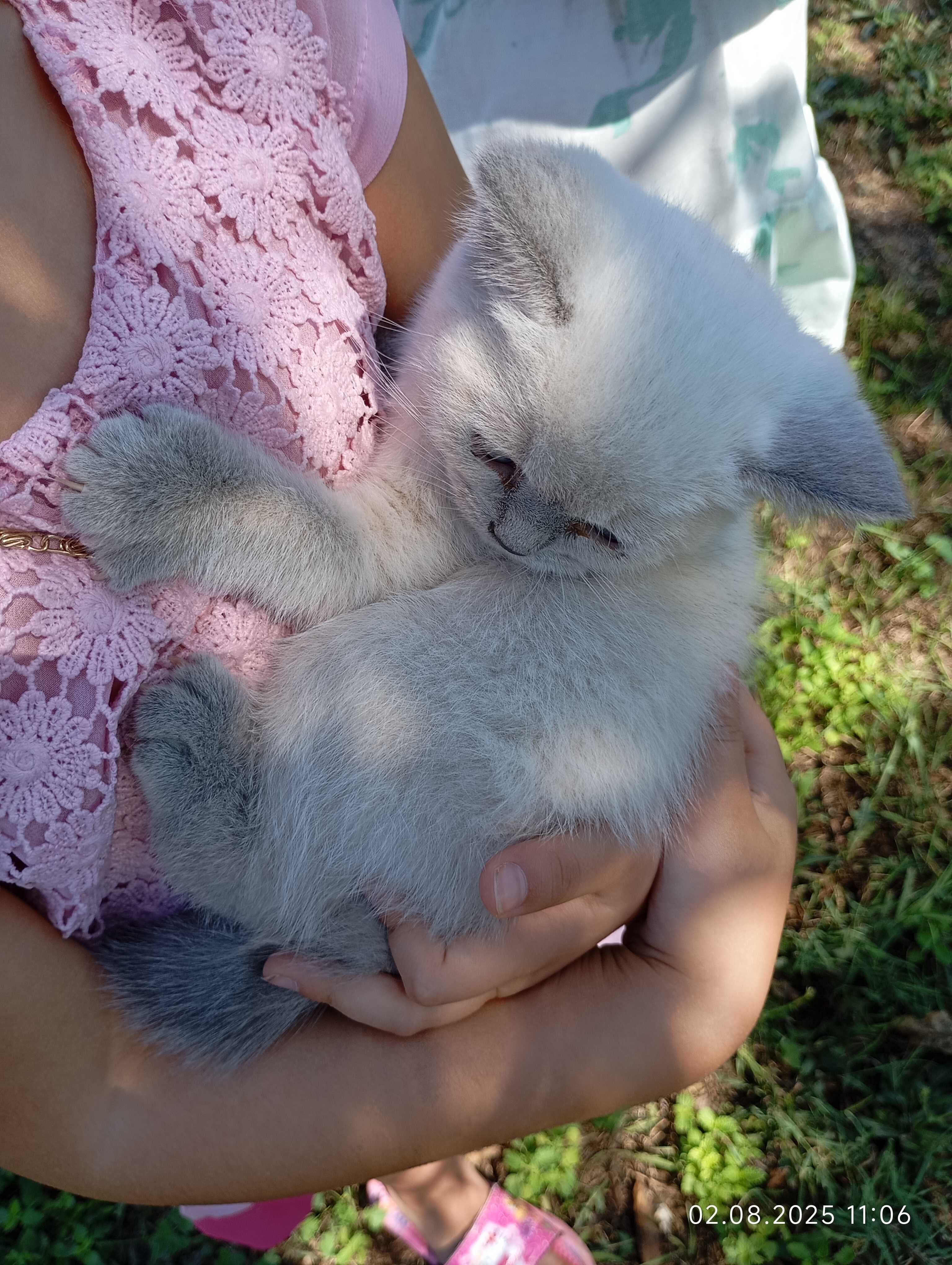 Британски котенца