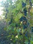 Vând struguri pentru vin-soi 1001
